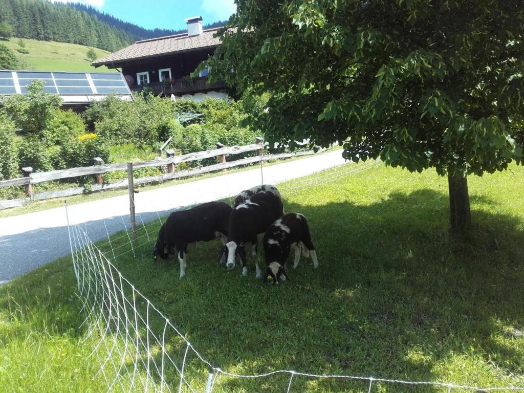 Neudegghof Apartment Eben Im Pongau Exterior foto